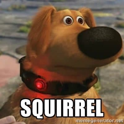 Squirrel dog meme to show distractions 