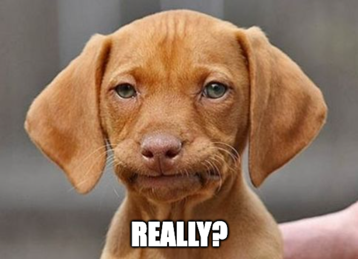 Image of a frustrated puppy. Image of a frustrated puppy.