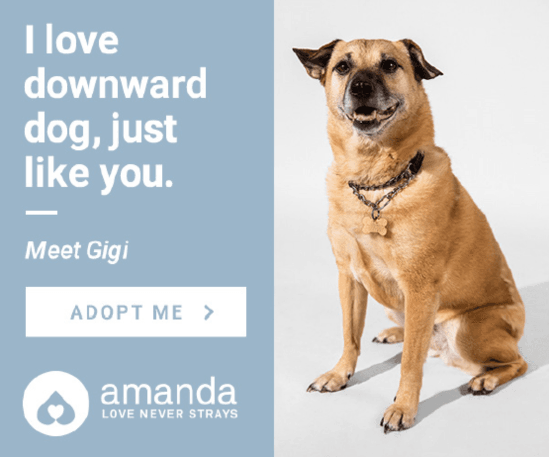 How the Digital Pawprint Campaign Matched Shelter Animals With Their Owners 