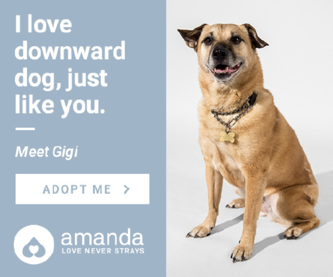 How the Digital Pawprint Campaign Matched Shelter Animals With Their Owners 