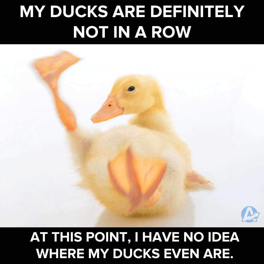 Ducks in a Row MEME Ducks in a Row MEME