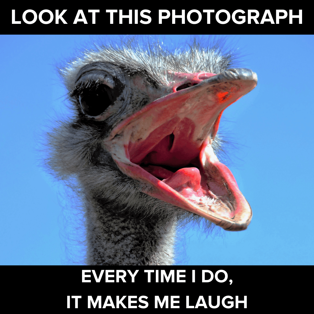 Look at this photograph meme showing an ostrich laughing